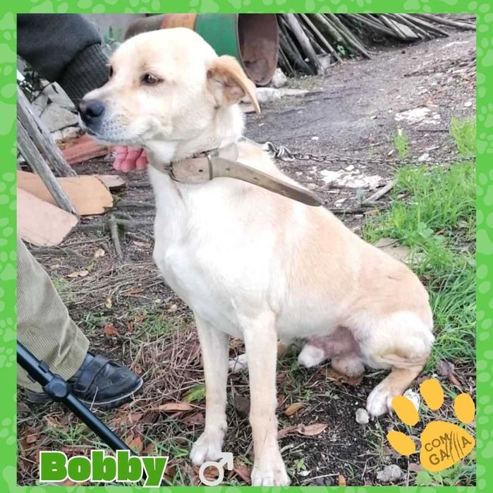 Estrelinha e Bobby - Cão - panheiros para adoção