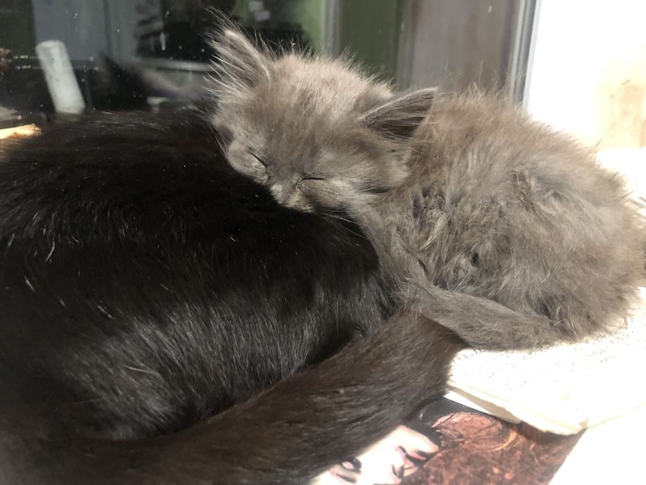 Кошенятко дівчинка