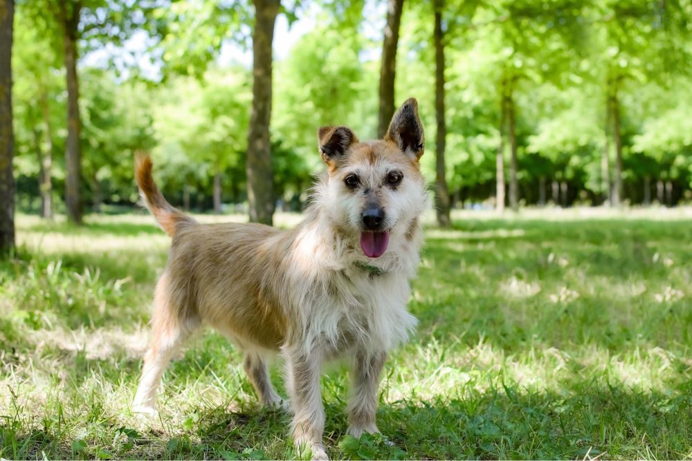 Karmin rudy szorstki piesek do adopcji