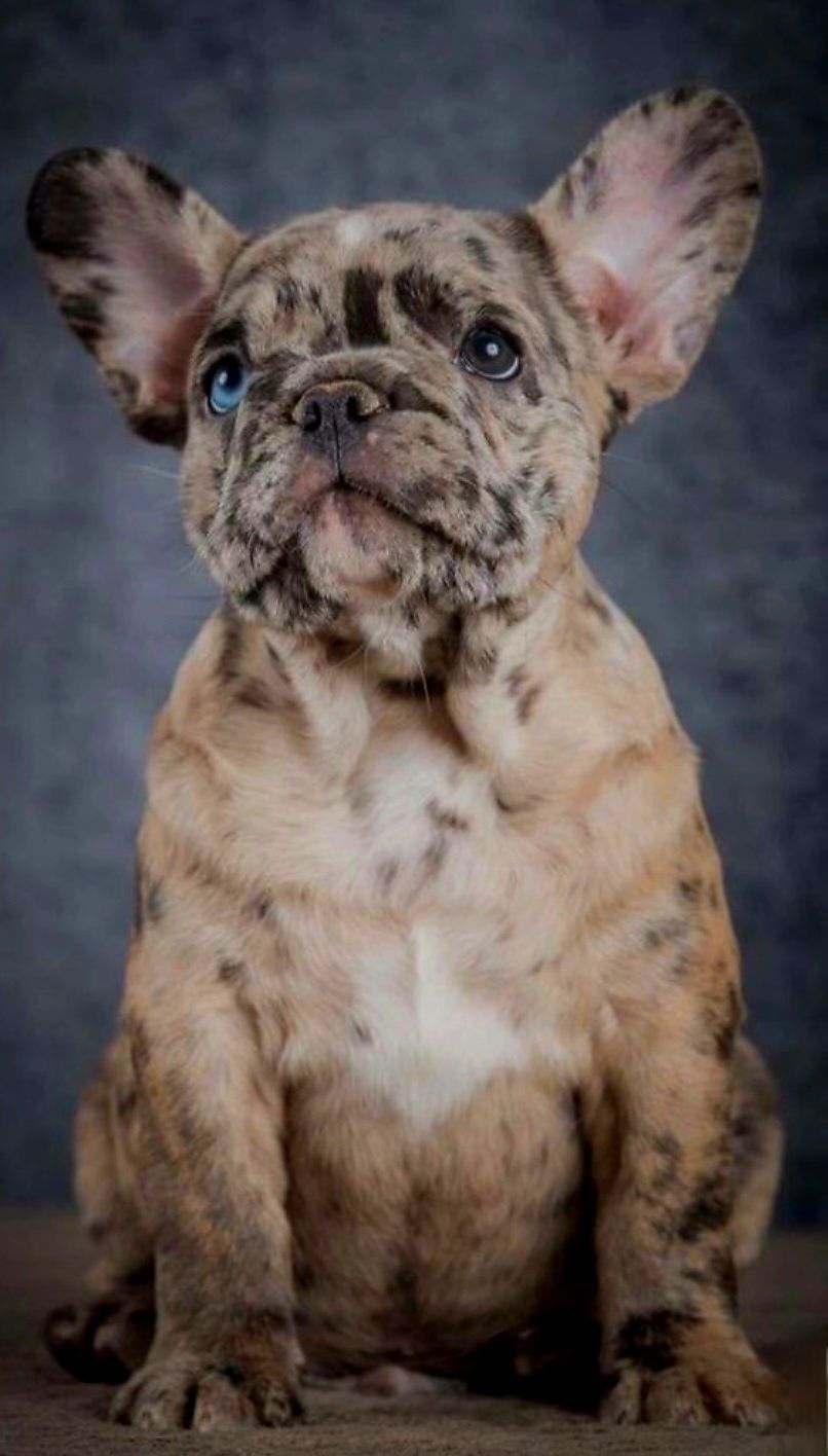 Bulldog francês Fêmea