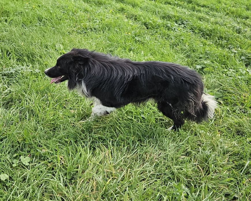 Pies Border Collie 3 letni