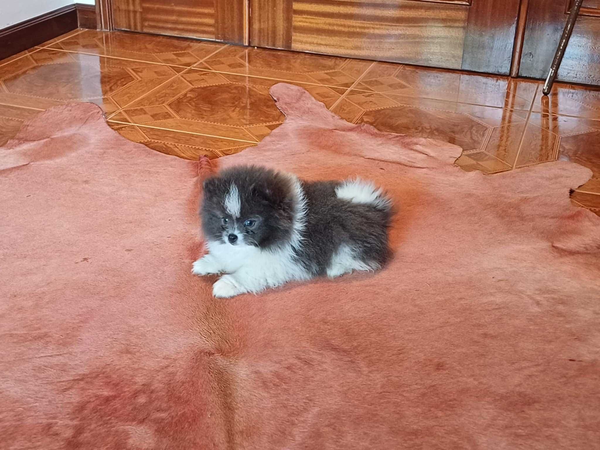 Spitz Alemão Anão/ Lulu da Pomerânia  FEMEA BRANCA E AZUL  LOP e AFIXO