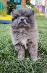 Szpic miniaturowy pomeranian piesek