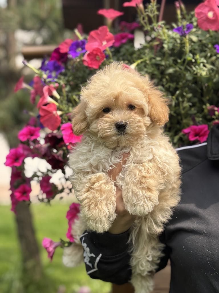 Maltipoo pudel toy szczeniak do odbioru!!