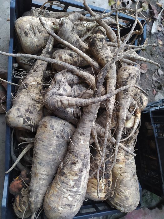 Marchewka, pietruszka