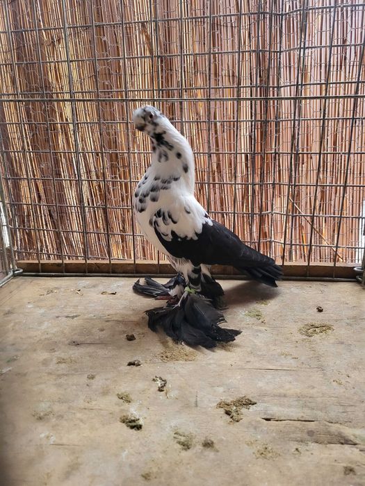 Motyl warszawski, motyle warszawskie.