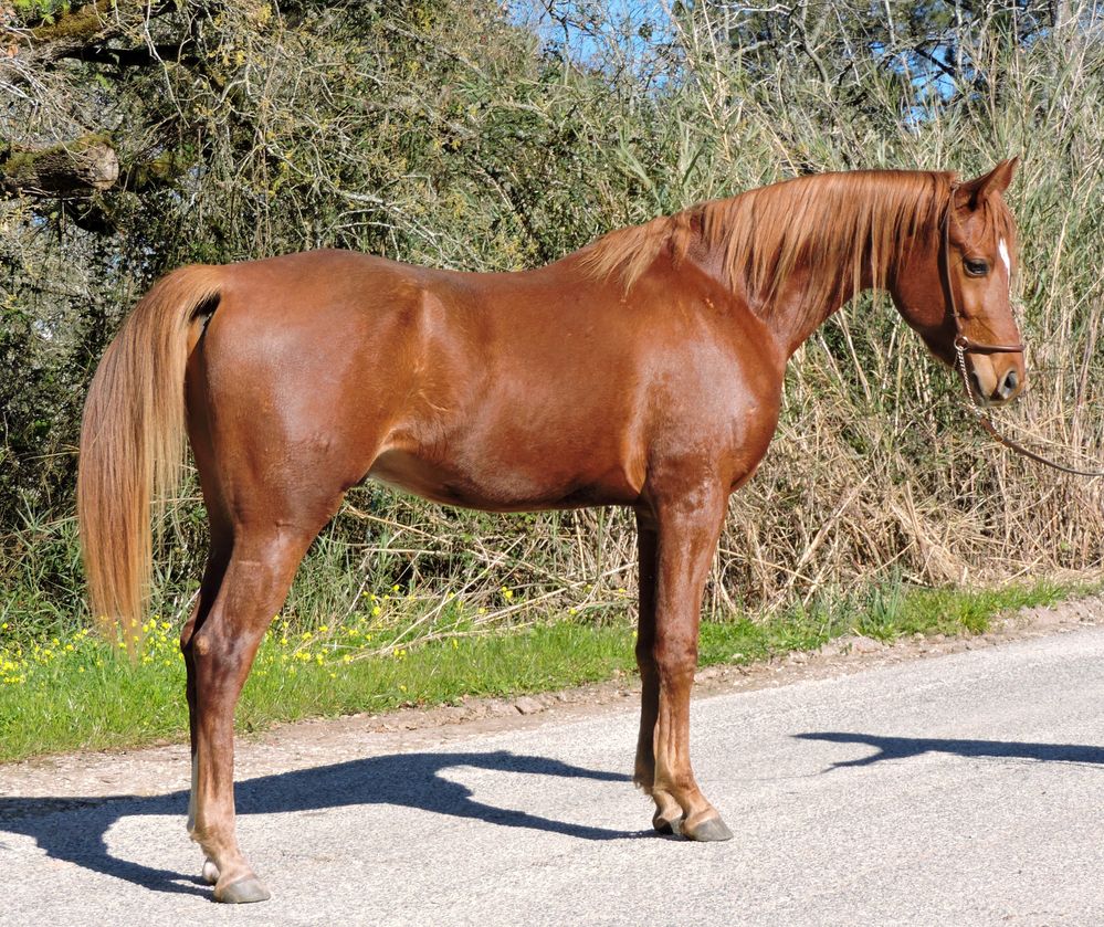 Vendo PSA, 5 anos, castrado, lazao, 1,60cm