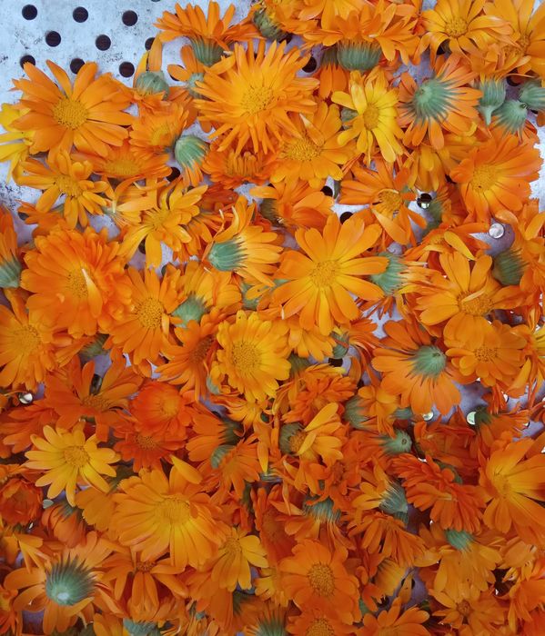 Продам квіти календули (сушені) Цветы календулы