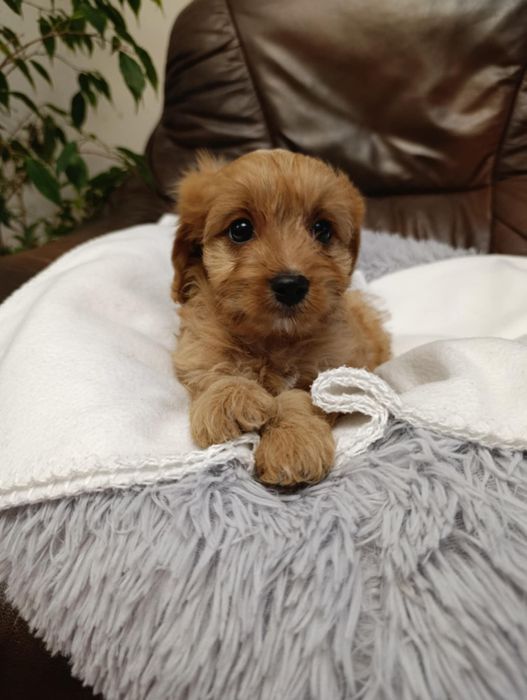 #suczka Cavapoo #