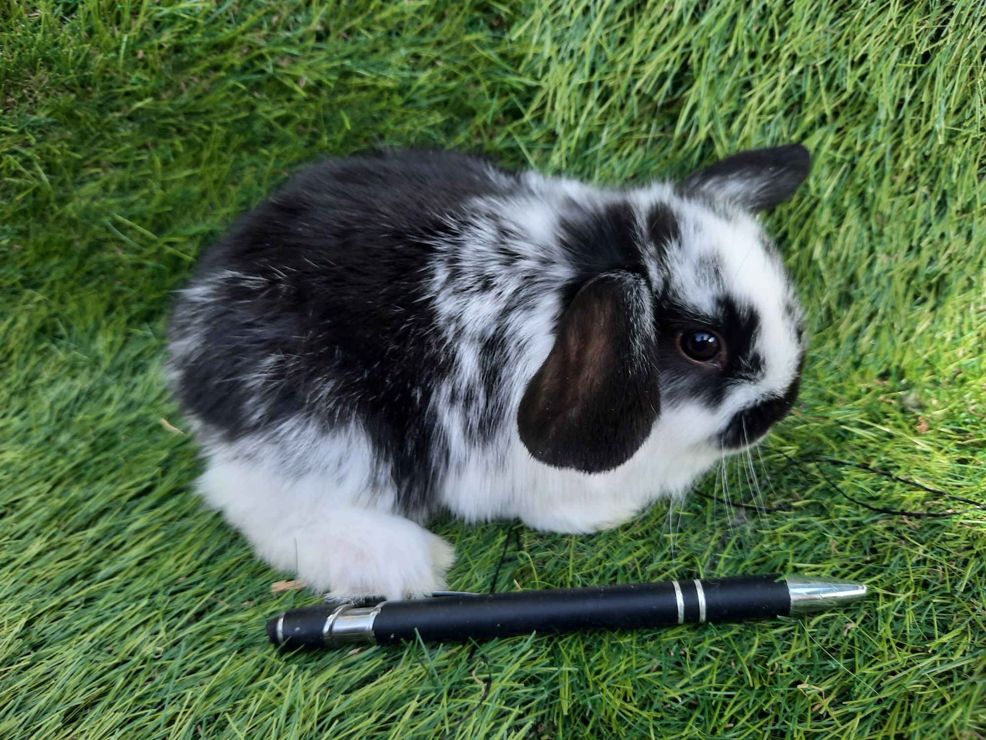 Kit Coelhos anões mini lop belier