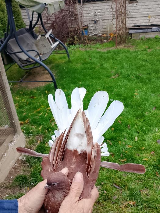 Orliki wiśniowe czerwone