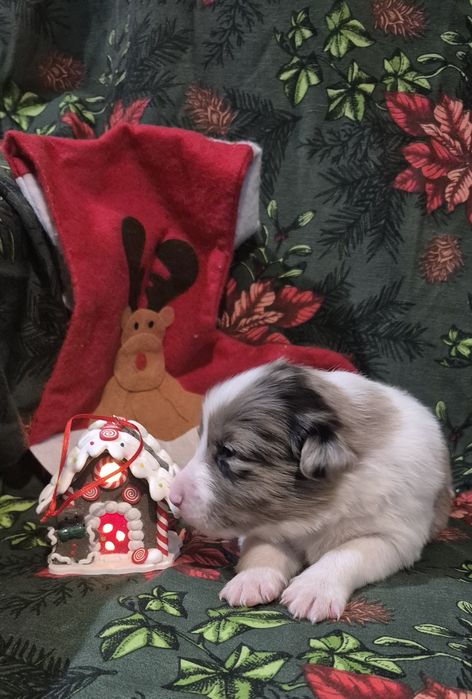 Border collie suczka blue merle