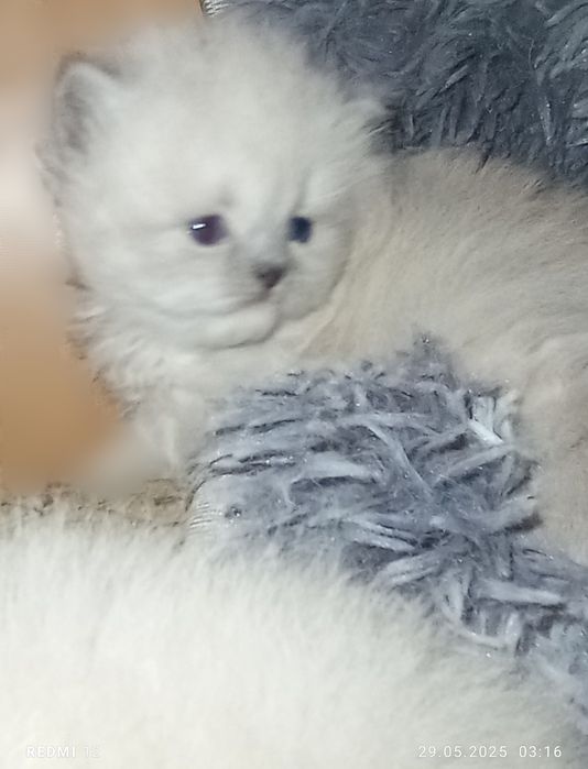 Британськие котята