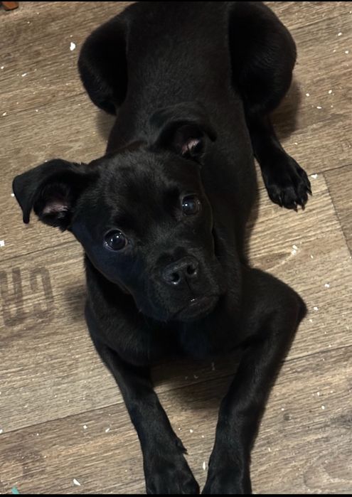 Цуценя Боня  7 місяців, Дніпро