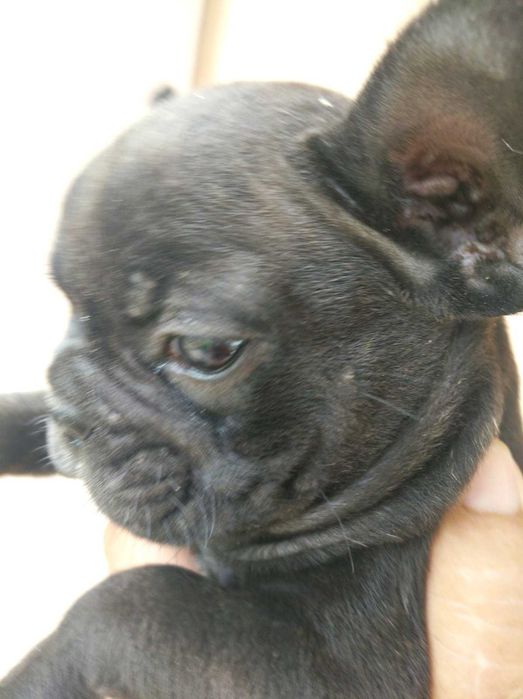 Продаю щенков французского бульдога