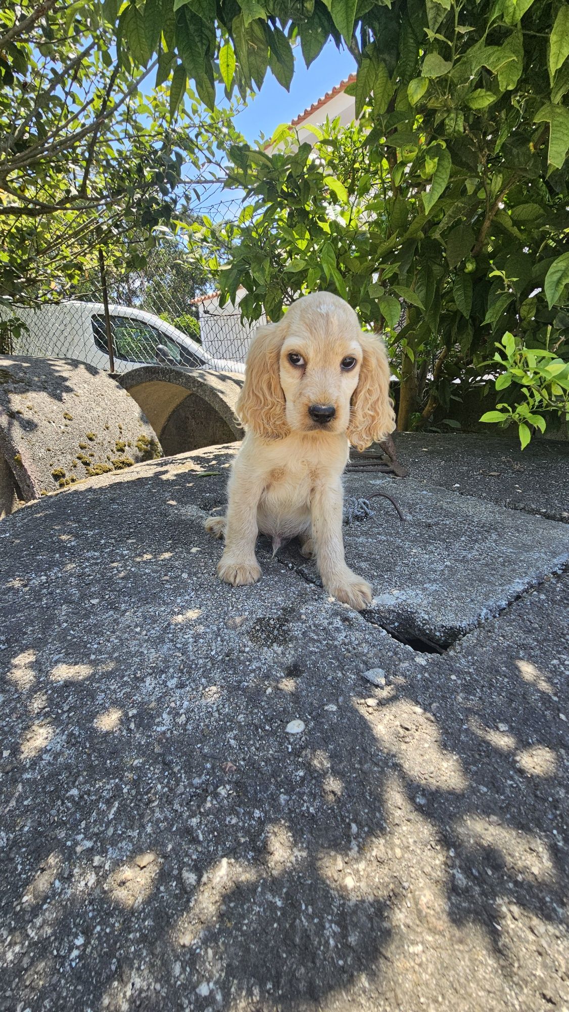 Coocker spaniel Macho