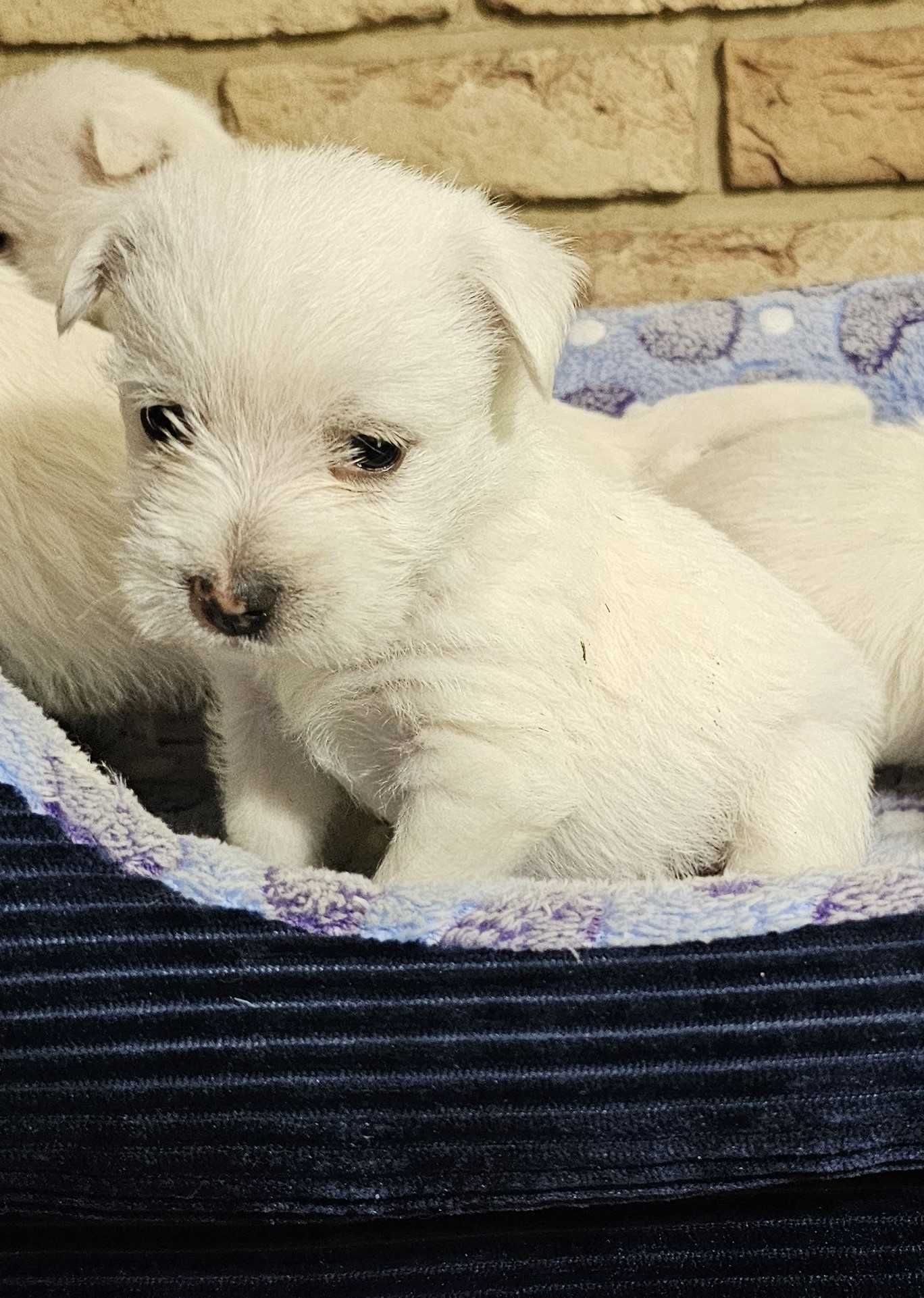 suczka West Highland White Terrier z metryką ZKWP po  Championie