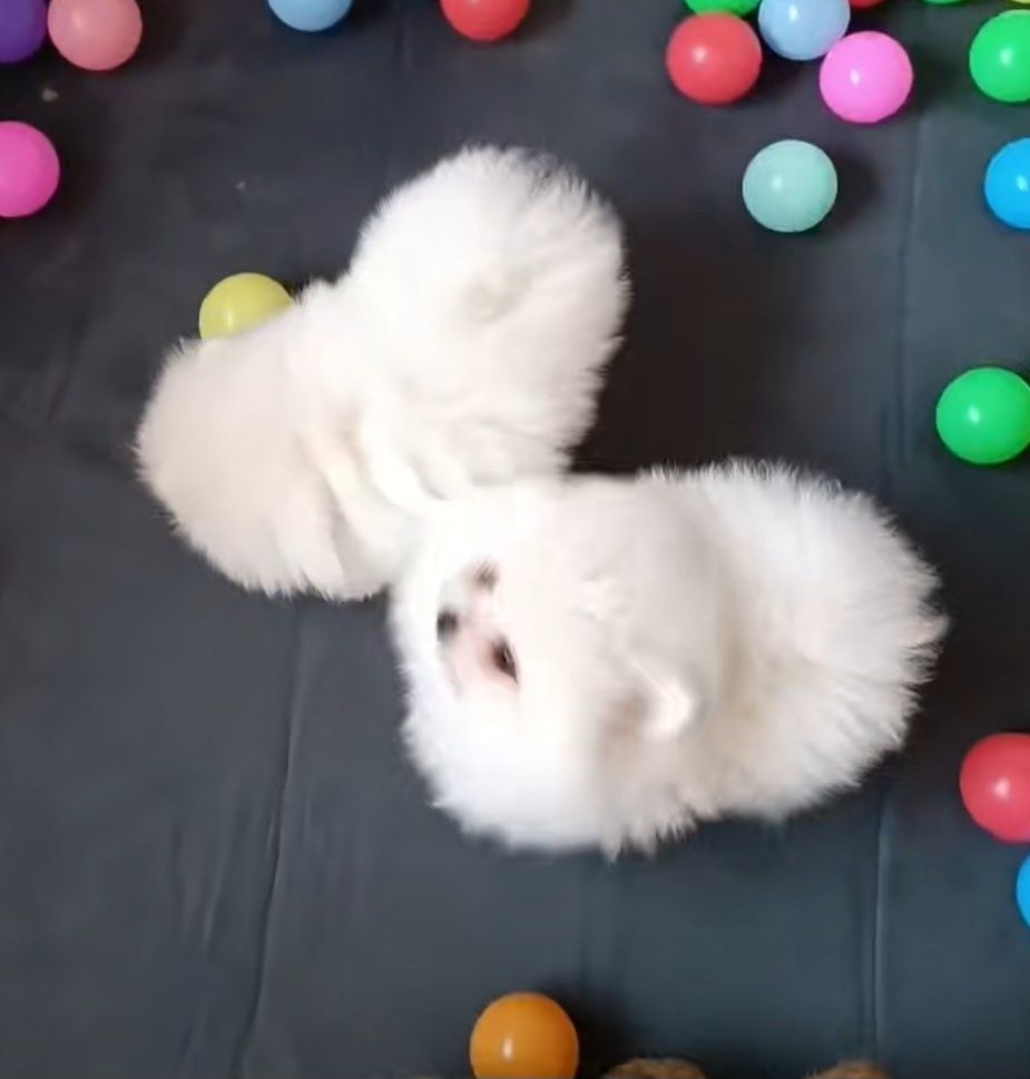 Spitz anao macho lulu Pomerânia lindo