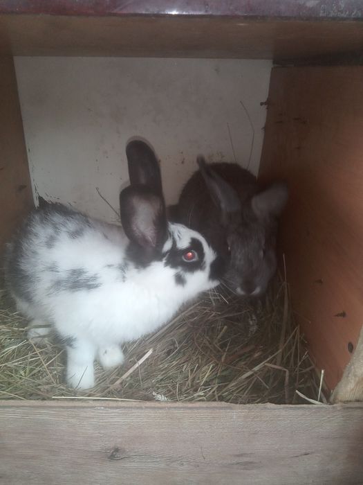 Kròliki rużne rasy