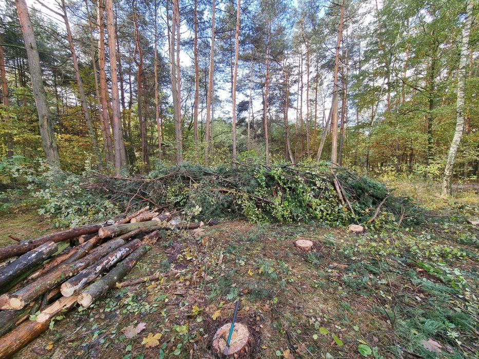 Oddam za darmo gałęzie po ścince. Głównie sosna i inne.