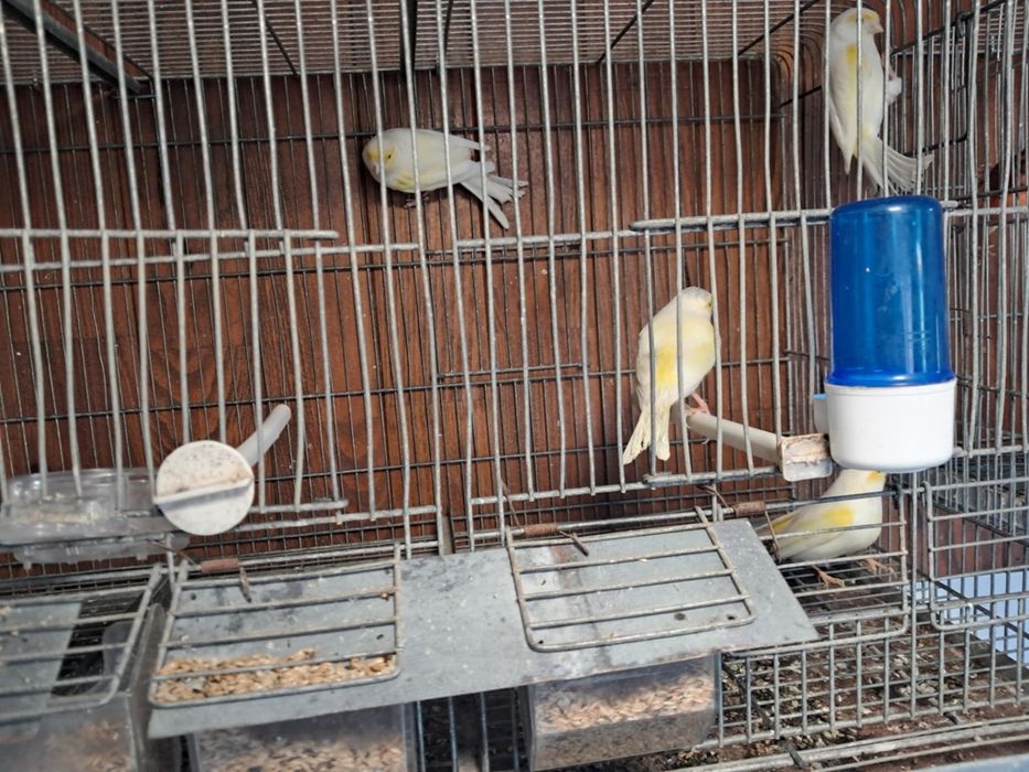 Canários Mosaico Amarelos