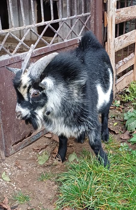 Kozioł miniatura 8 msc