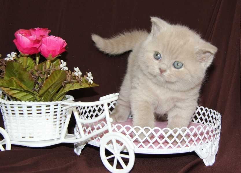 Плюхи шотландские короткошерстные