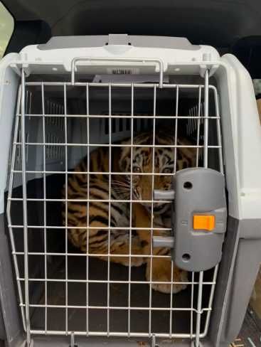 Транспортировочный бокс переноска клетка для собак кошек №1,2,3,4,5,67