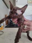 Devon rex  kocurek czekoladowy