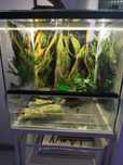 Terrarium 30*30 że ślimakiem afrykańskim oraz wyposażeniem wg zdjęcia