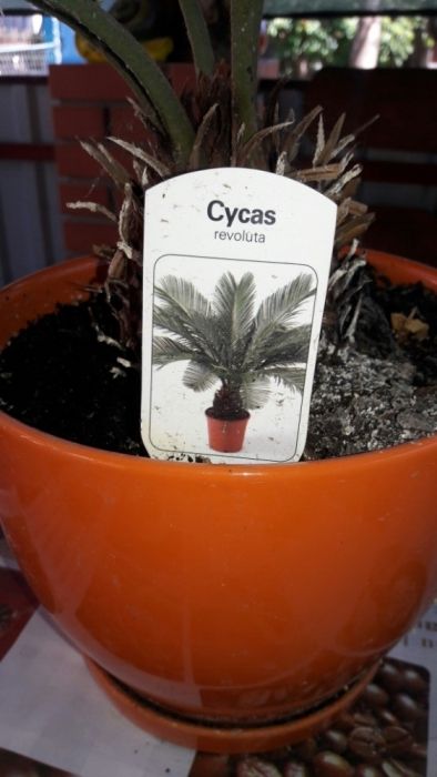 Продам пальму миллионера (Cycas)