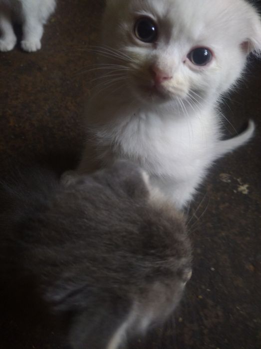 Котенята британські