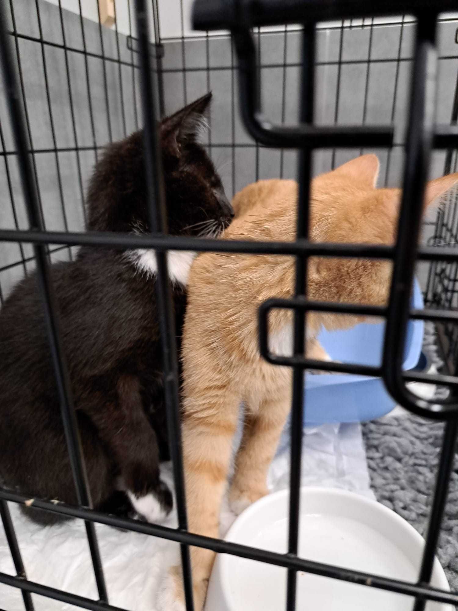 Pchełka i Karmelek - dwumiesięczne kociaki do adopcji.