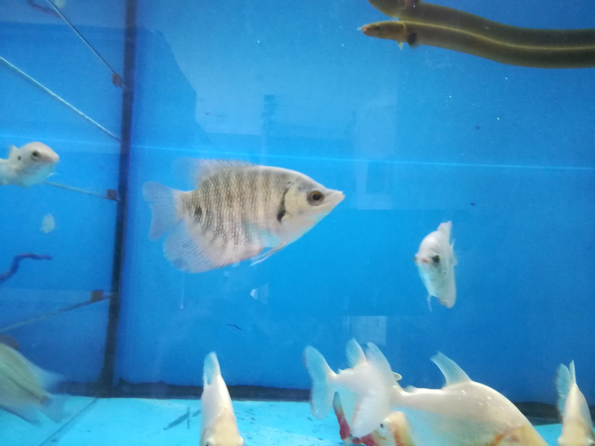 Gourami gigante cinza8-10cm