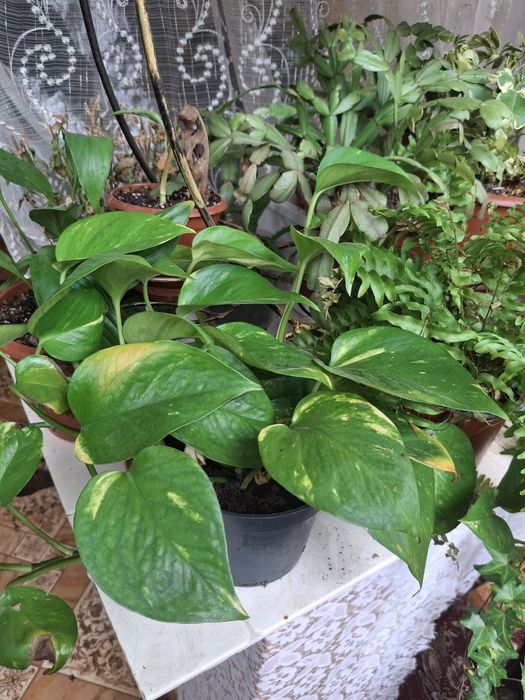 Комнатные растения, цветы.