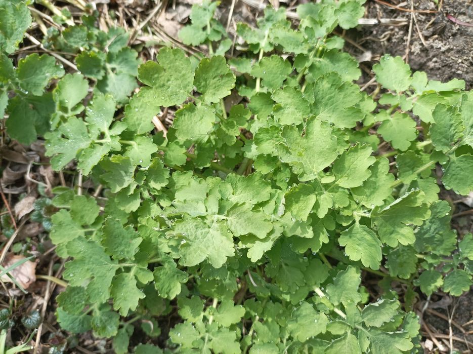 Glistnik jaskółcze ziele 12 sadzonek