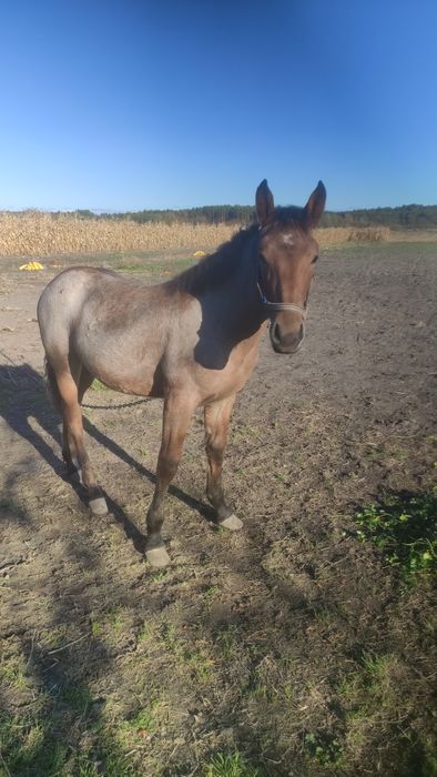 Продам лоша 7 місяців дуже гарна по великих коняхгарна