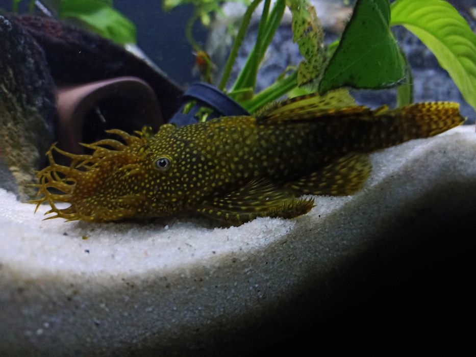 Ansistrus Juvenis SP - 3 a 4 cm
