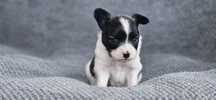 Spaniel Kontynentalny Papillon ZKwP po przebadanych rodzicach
