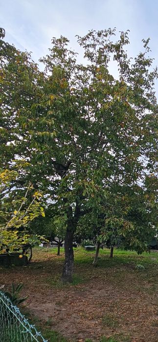 Árvore Nogueira para lenha