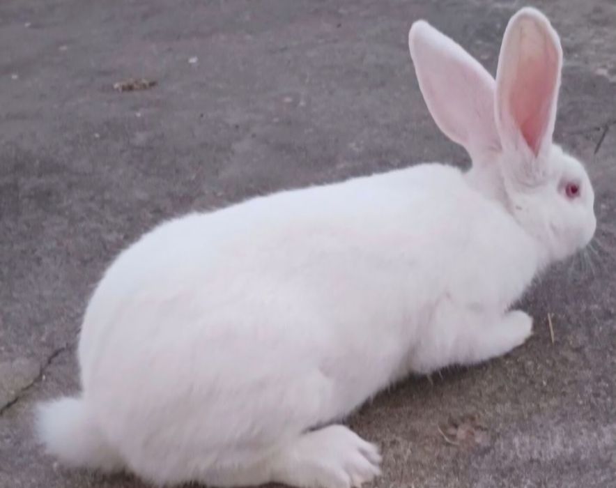 Coelhos brancos prontos a reproduzir