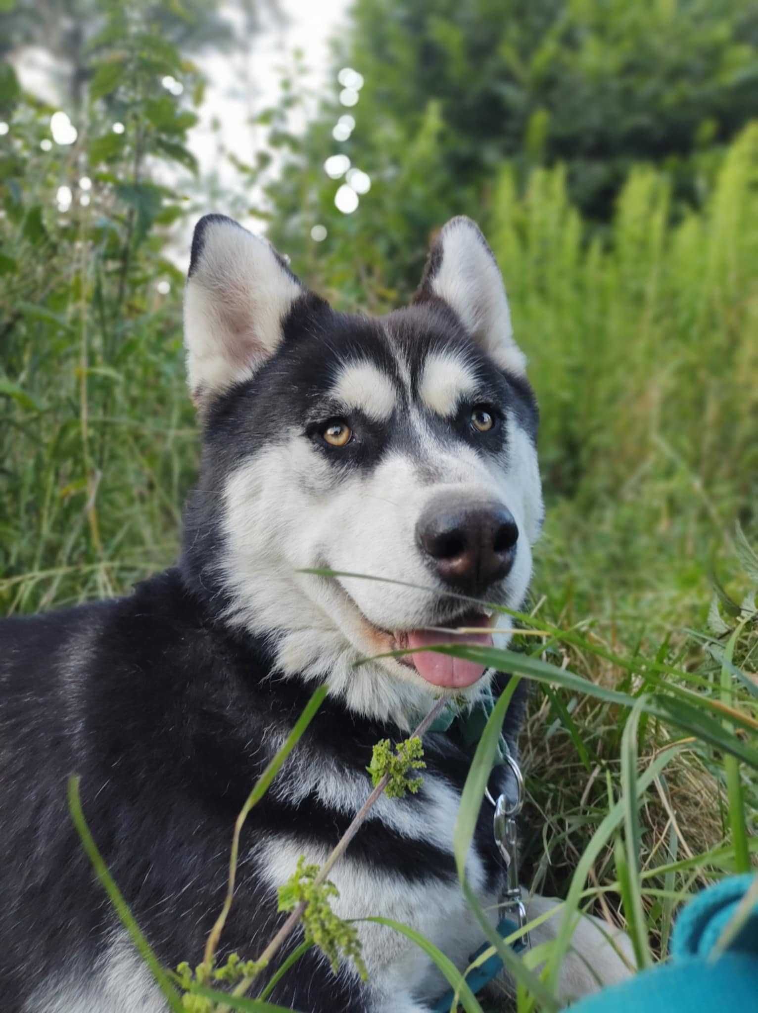 Czarna Zosia, kochana, młoda suczka mix husky i malamute szuka domu