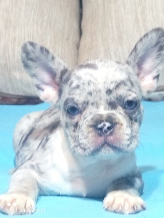 Французские бульдожки.