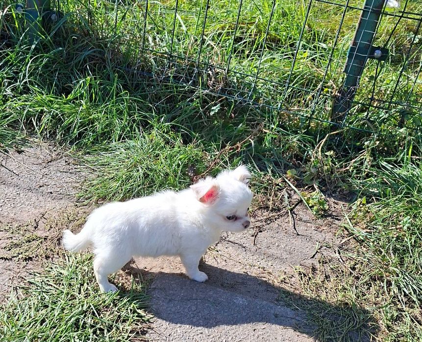 Chihuahua rodowodowe ZKWP FCI szczenię