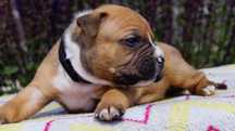 Everlast ,mocny samiec Amstaff ZKwP FCI,  do rezerwacji