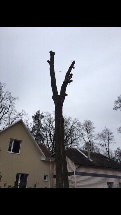 Видалення, спил аварійних дерев,кронування, санітарна чистка,корчовка