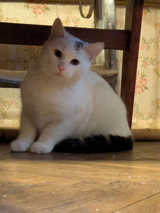 Котик Котя в Гарні руки!