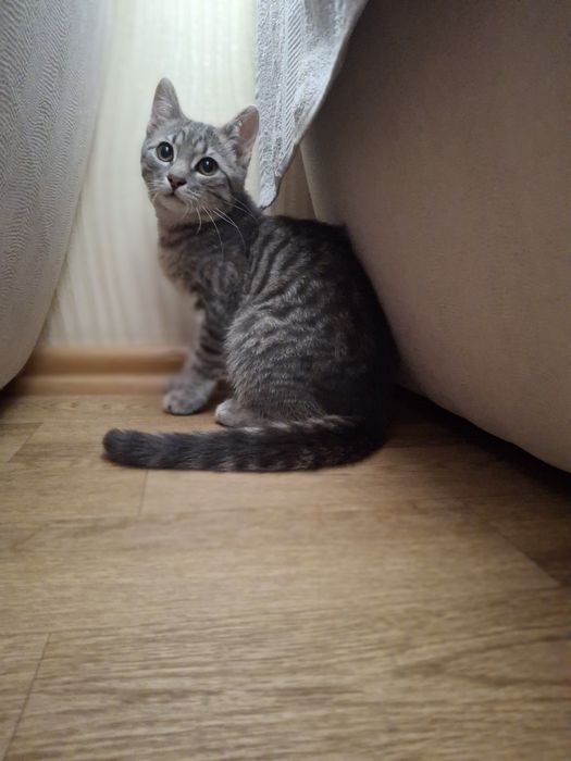 Кастрированный котёнок мальчик ищет дом! Котята! Отдам в хорошие руки