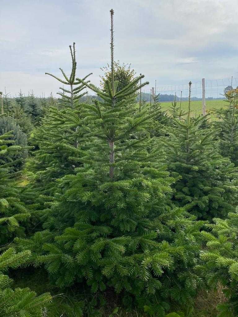 Świerk srebrny, jodła kaukaska własna plantacja.