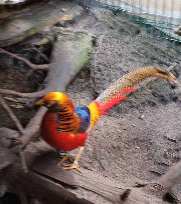 sprzedam dwuletnią parę bażantów złotych